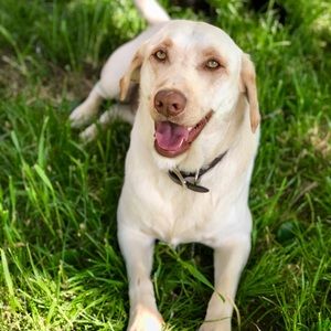 Meet your Posher, Cody